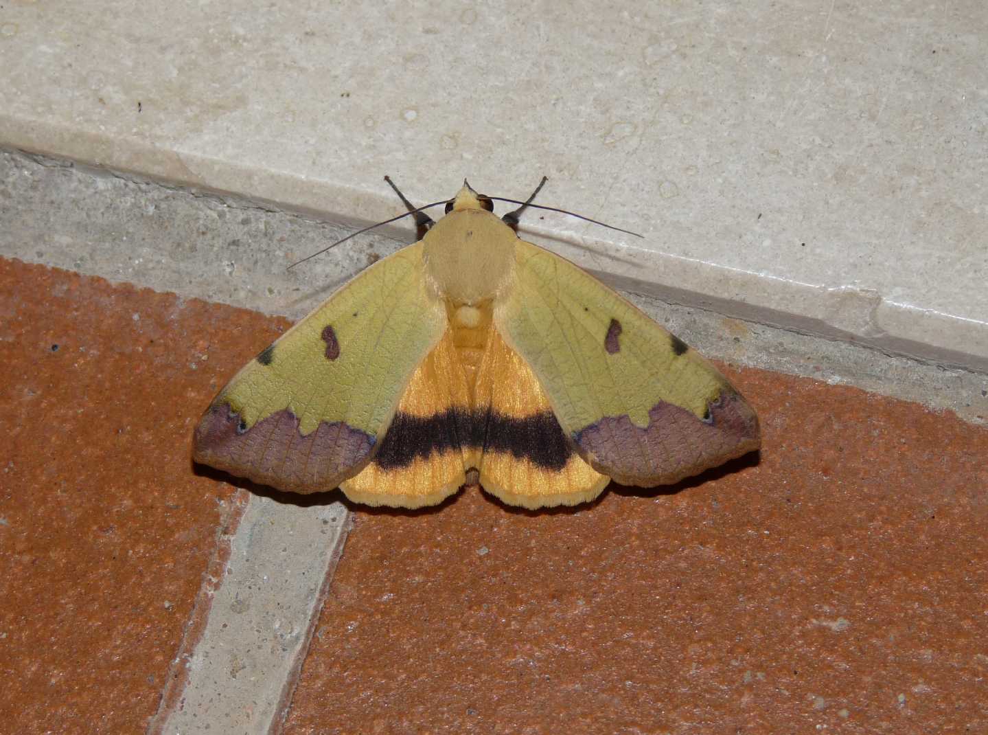 Falena da identificare - Ophiusa tirhaca